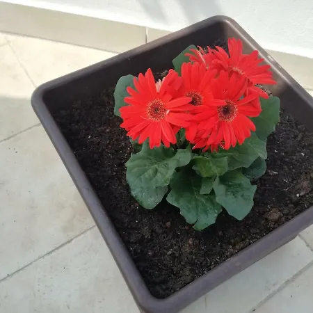 Apartament Terra Sinus House *